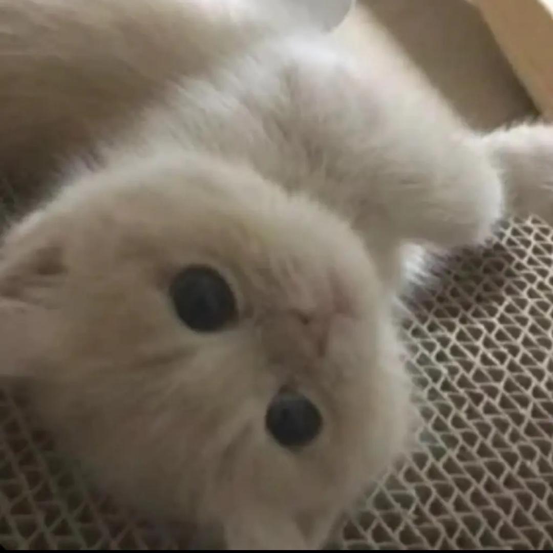 瑶瑶宝