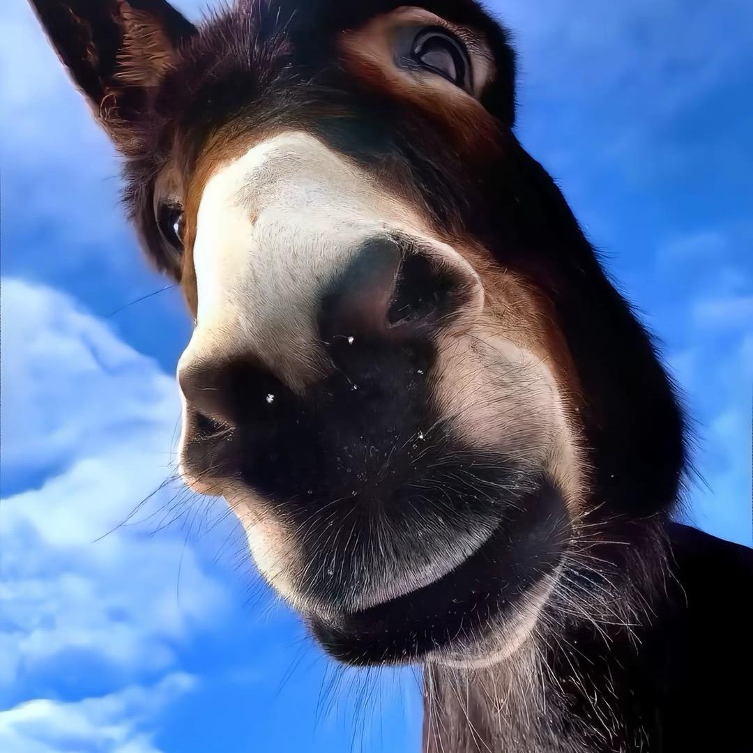 聪哥
