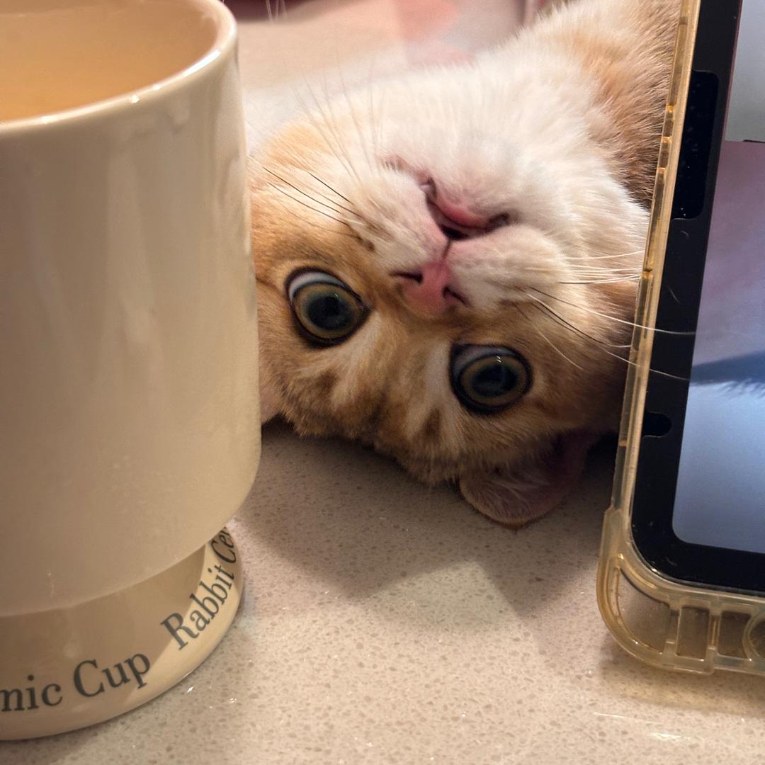 十一个肉松卷🍘