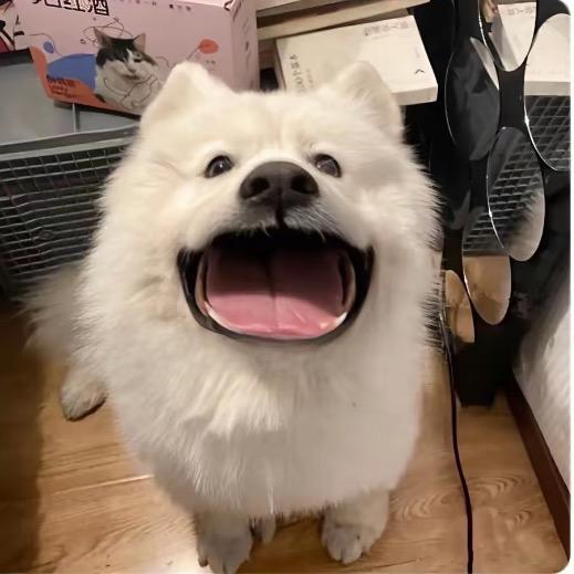 鹏的梨花诗