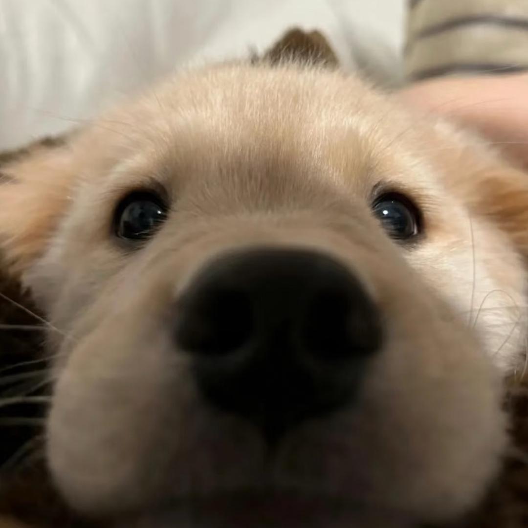 请放过皇帝