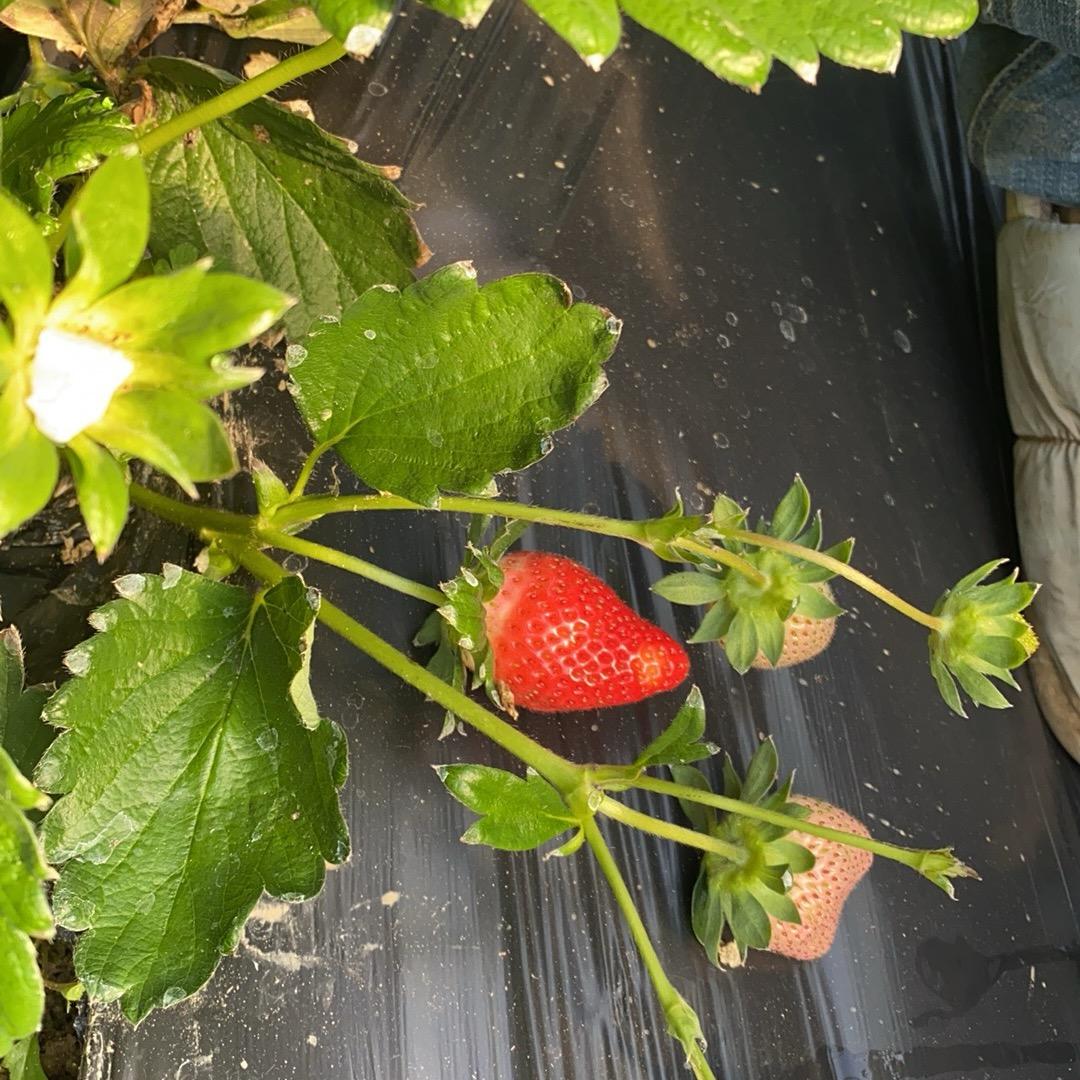 山那边草莓采摘园