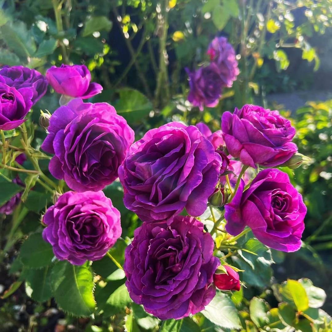 花笙花卉园艺