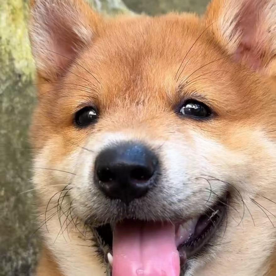 家有大黄（黄狗白面）