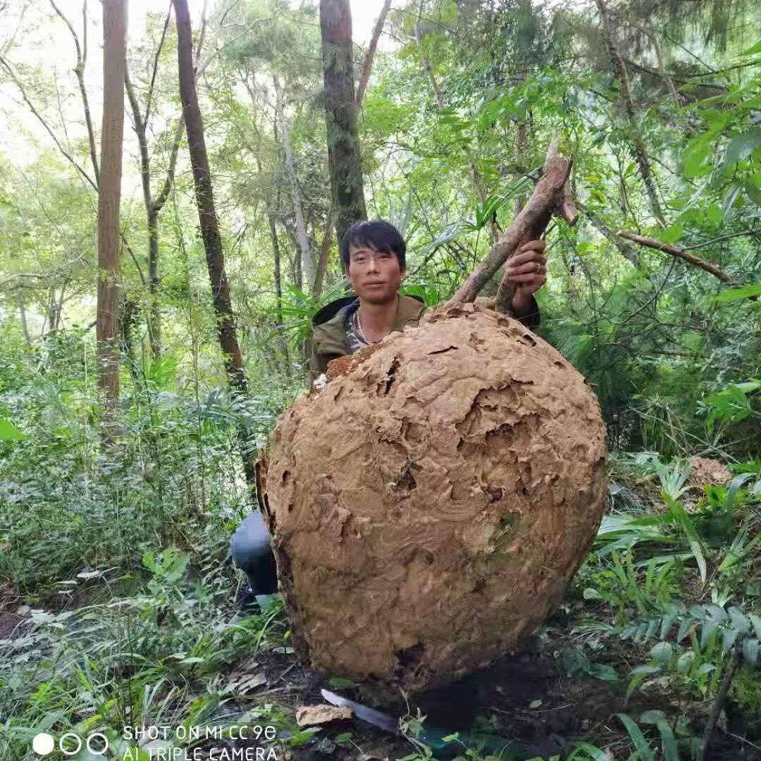 师宗县野王团队胡蜂养殖小王