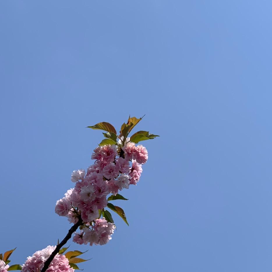 花开花落123