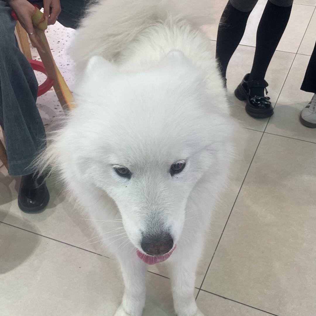 畅安大师兄（小高）