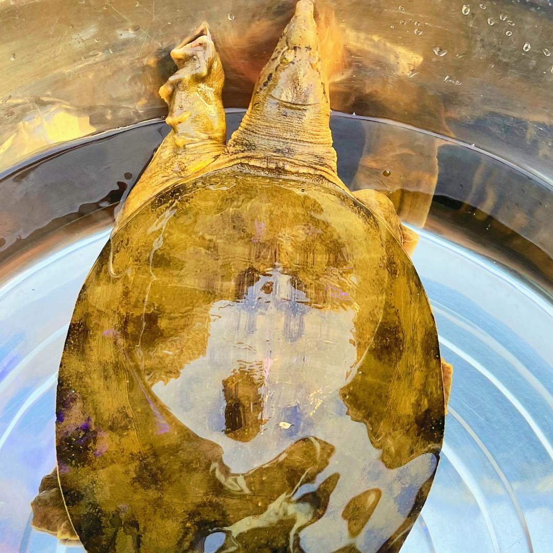 随风起浪：大山⛰️深处土甲鱼