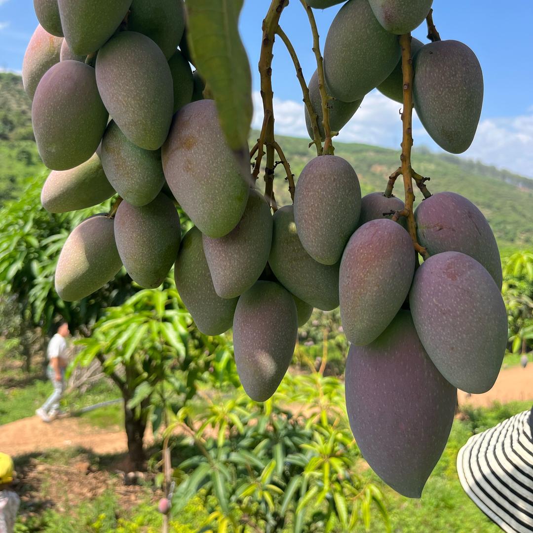 云博鲜果