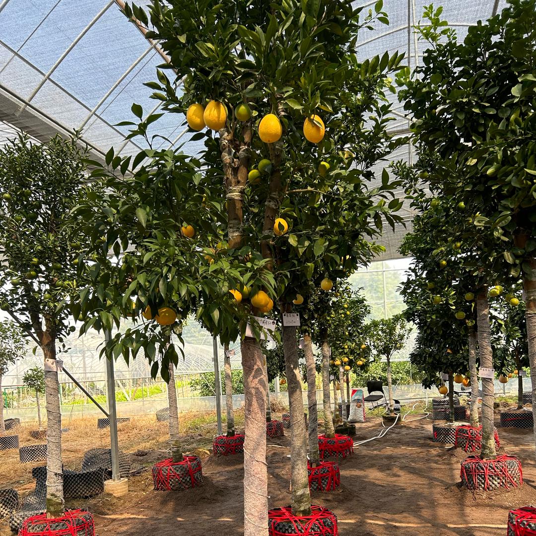 广浩苗圃果树直销