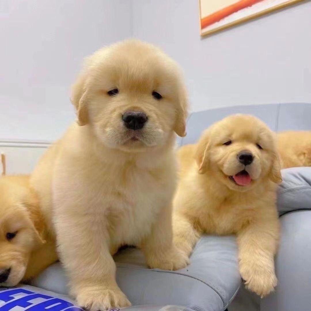 A strong dog