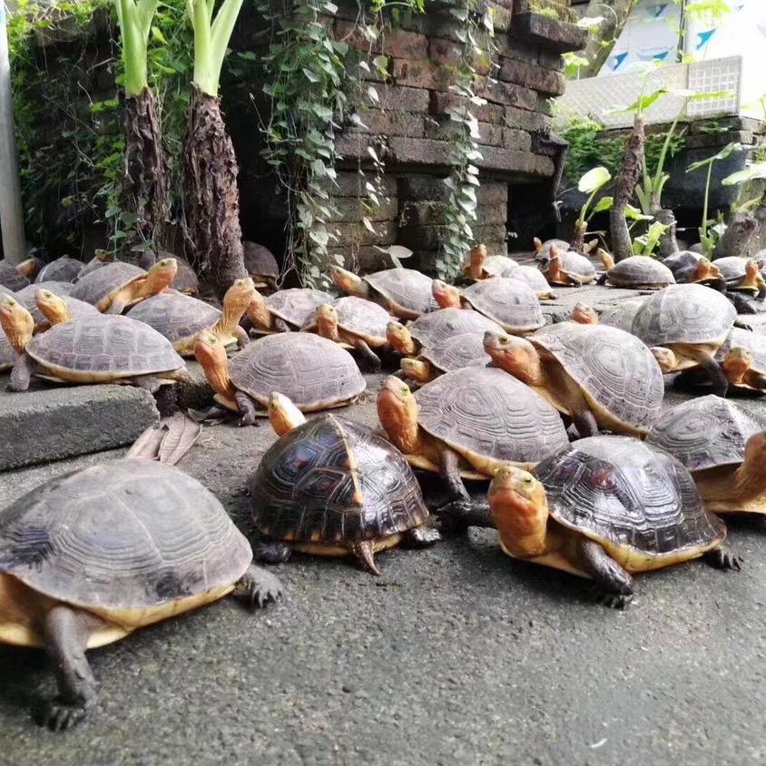 广东茂名市鸿诚名龟农业有限公司