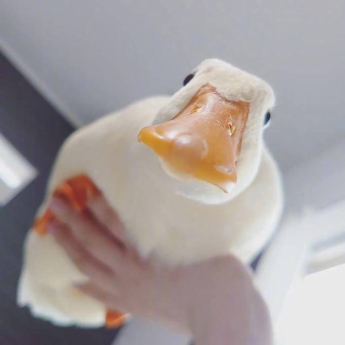 某哇共丶