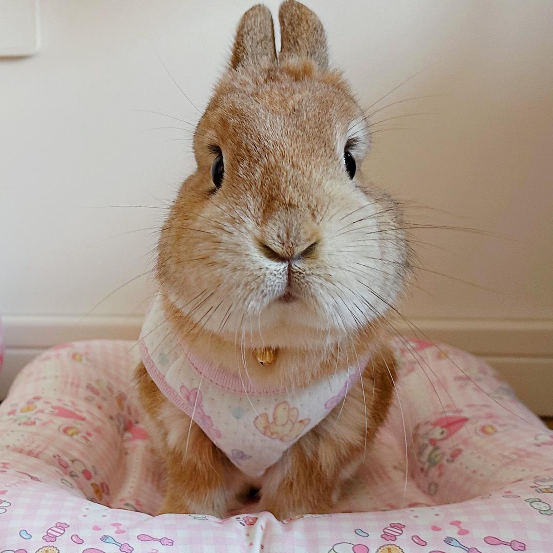 🐰香菜菜子
