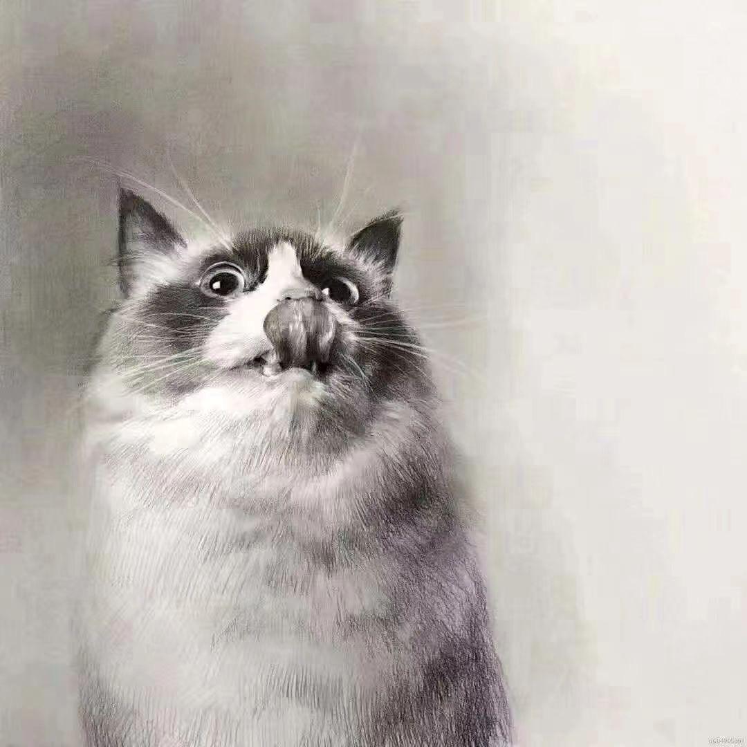 王妃家的猫
