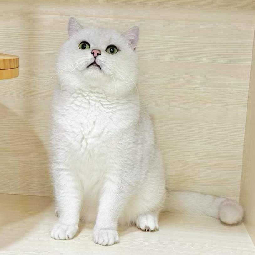 好多喵