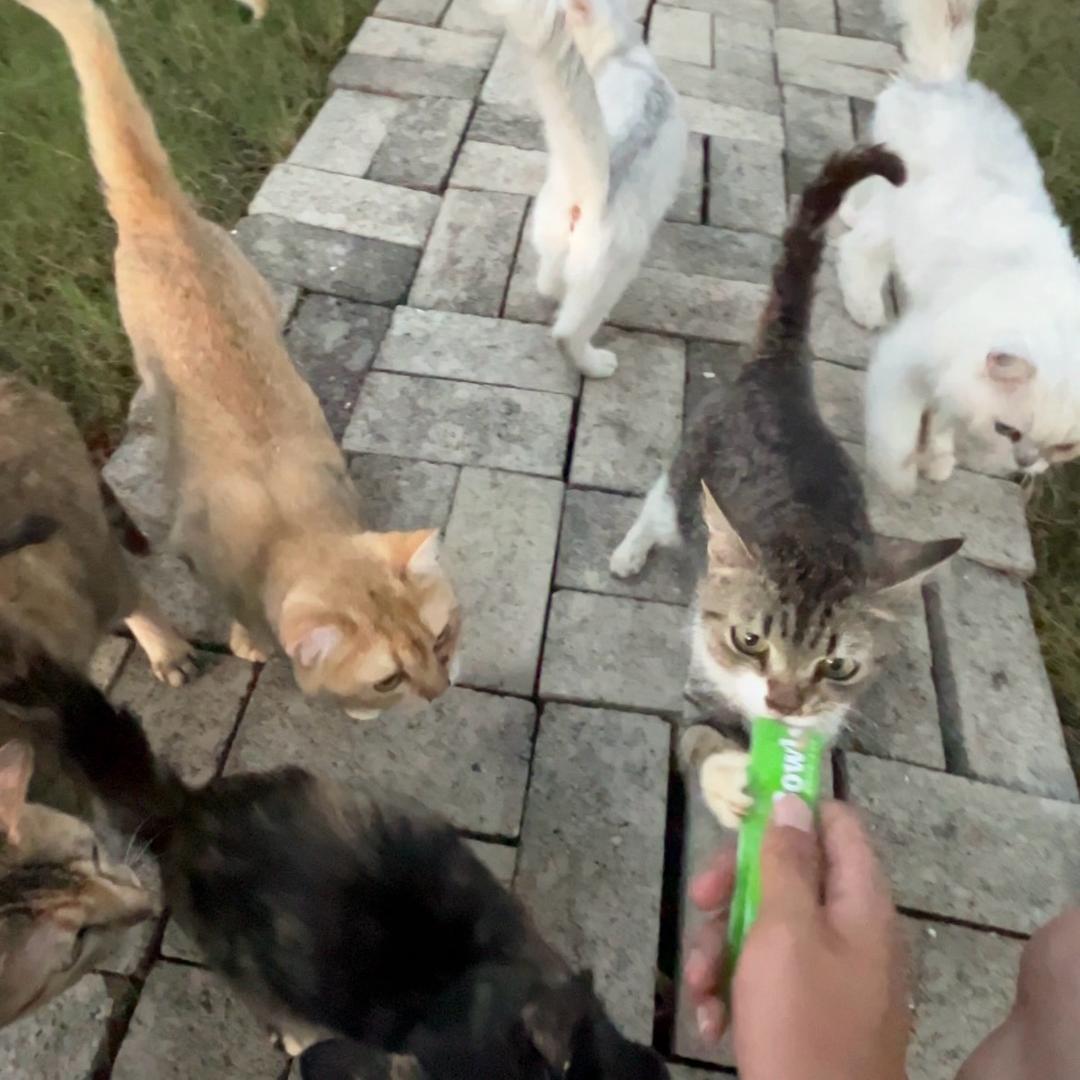 猫猫收容所日常