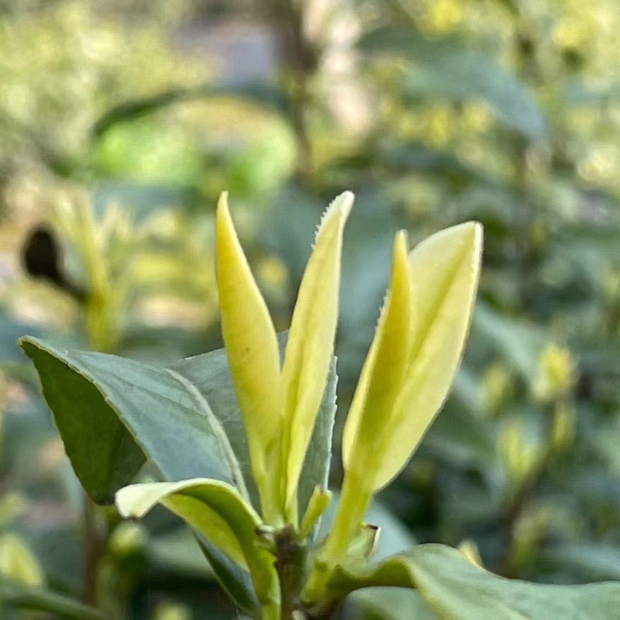 流茗茶叶🍃🍃