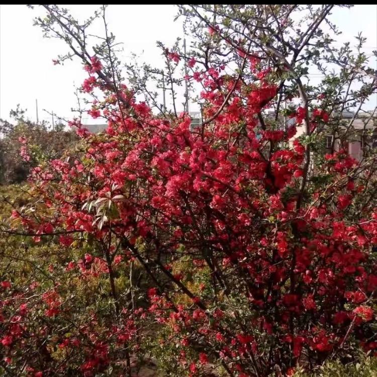 如花儿-衢丰