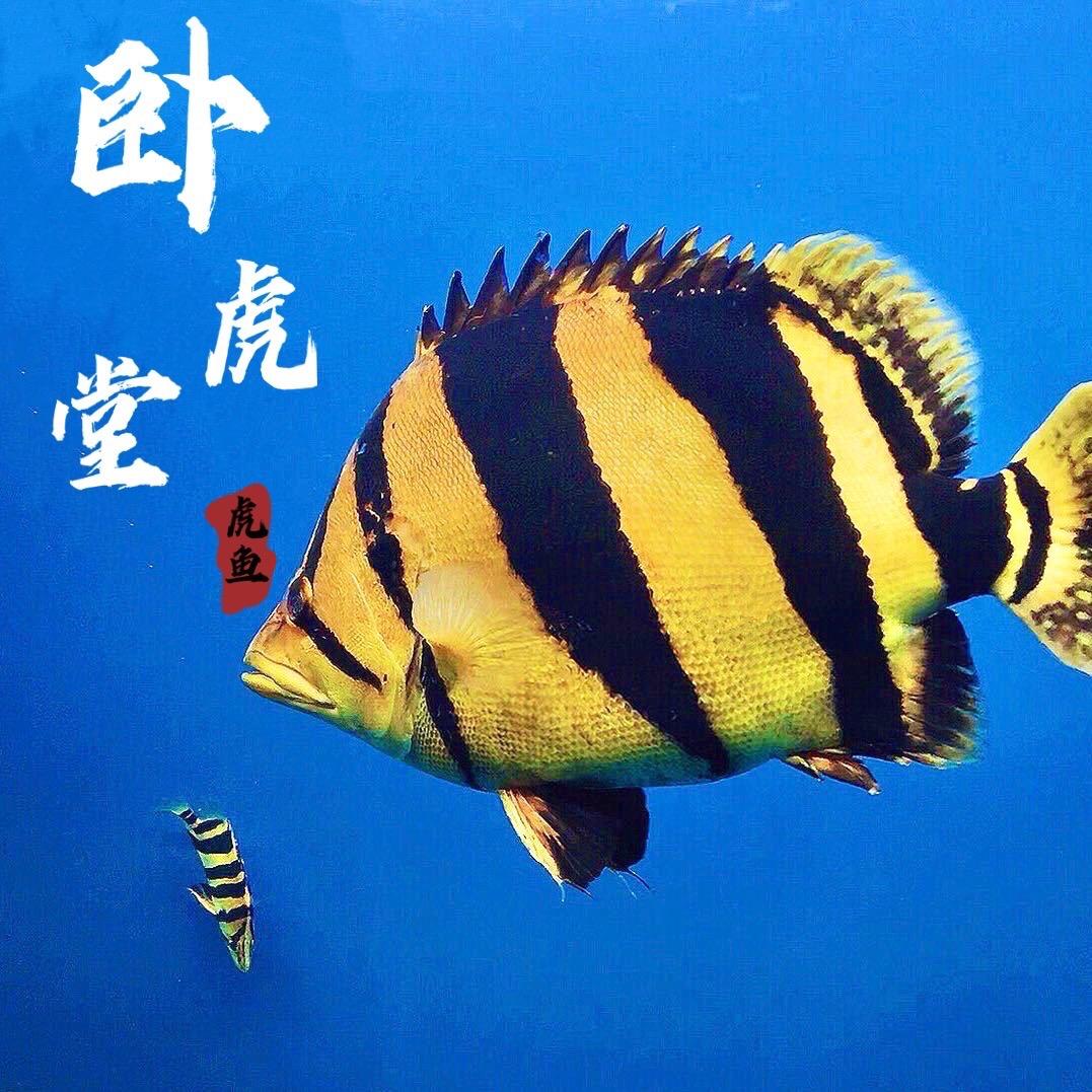 广州卧虎堂龙鱼水族