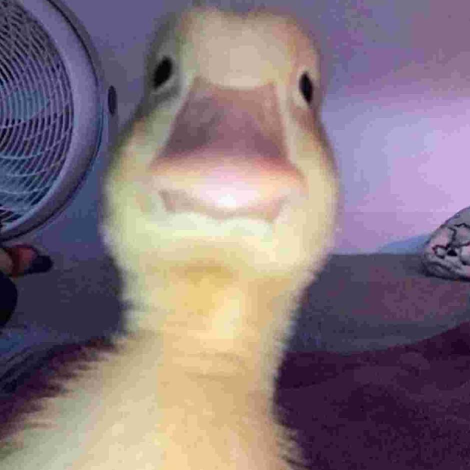 麦麦脆汁鸭🦆