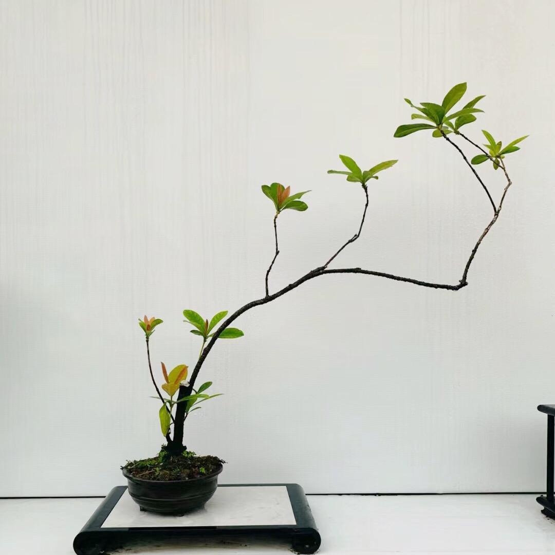 花之语.