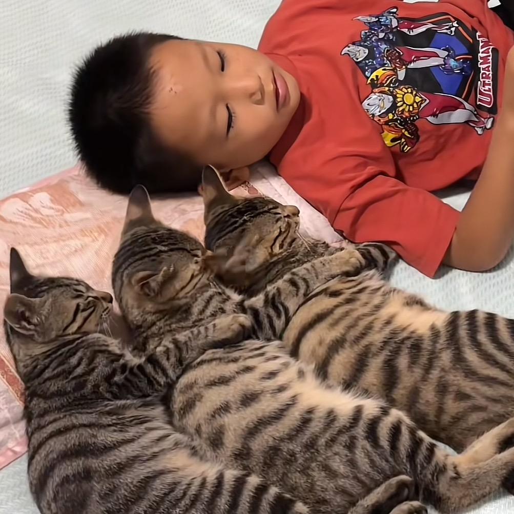 ＠二蛋和三只猫