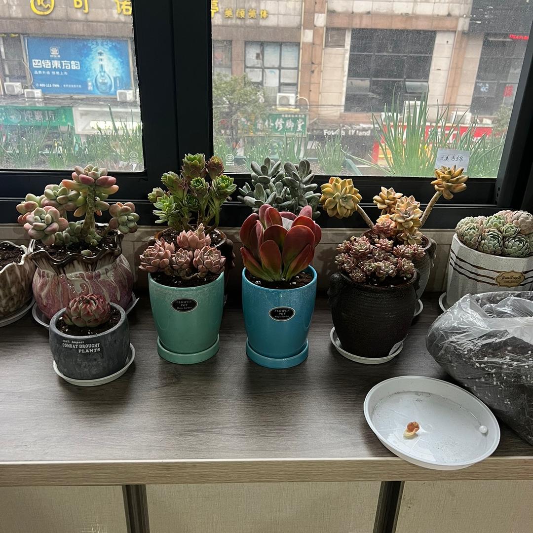 ✨ 睿涔园艺✨
