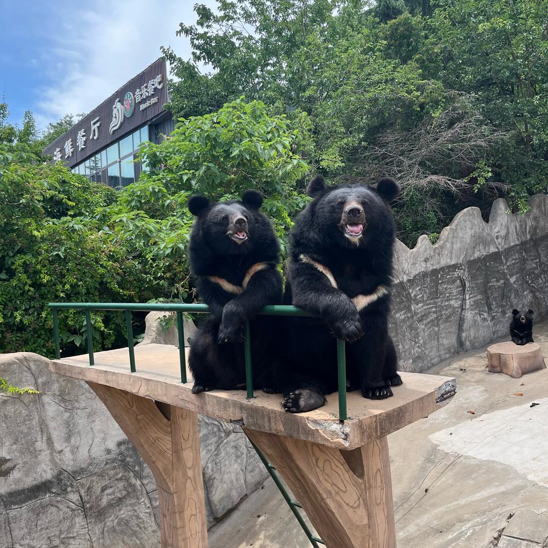 青岛东方熊牧场