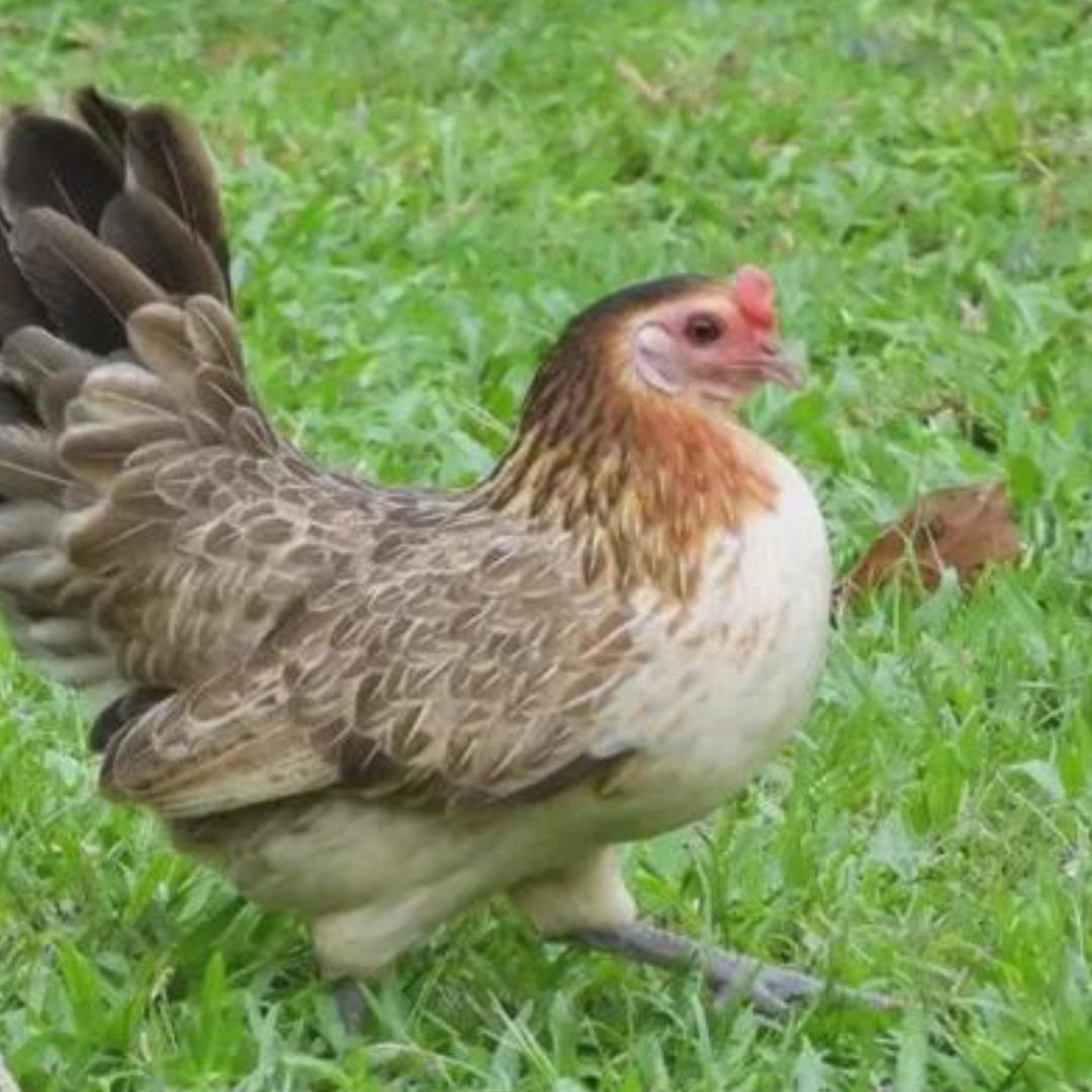 鸡能变成凤凰吗