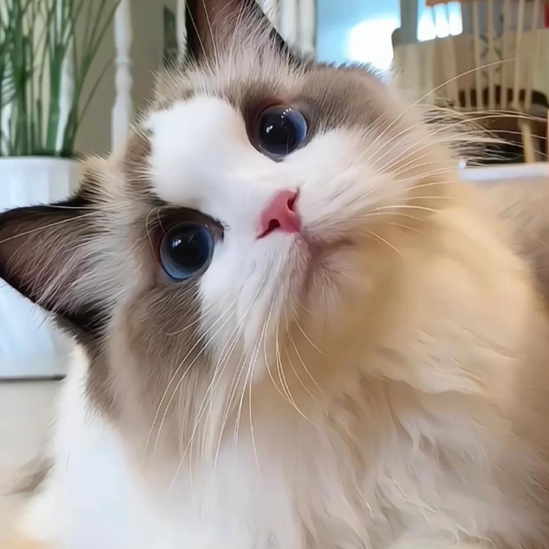江门猫总