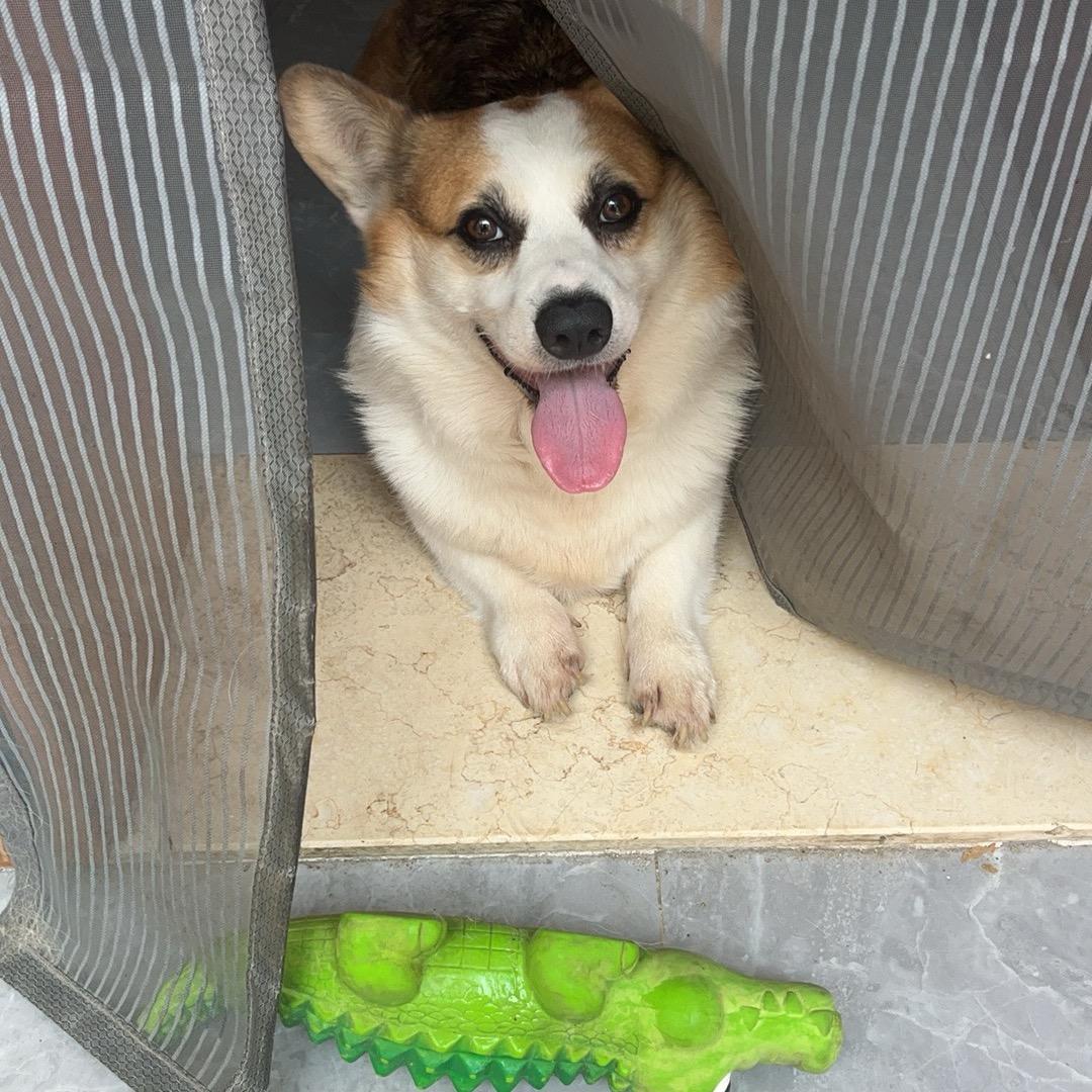 陈胖胖