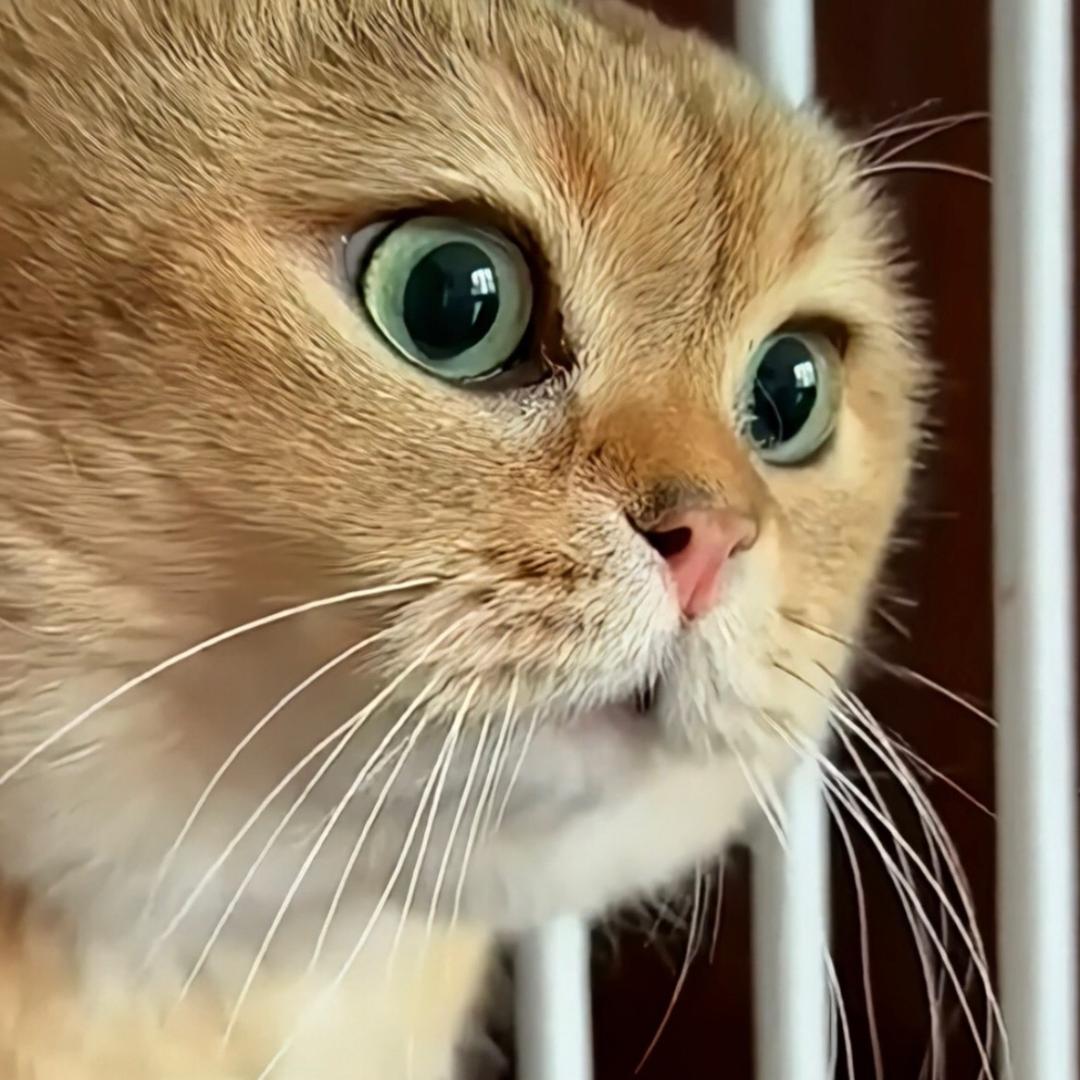 小迪是只猫🐱