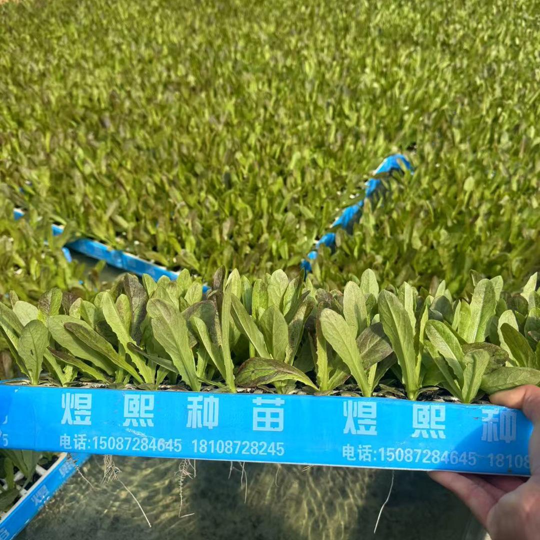 煜熙育苗