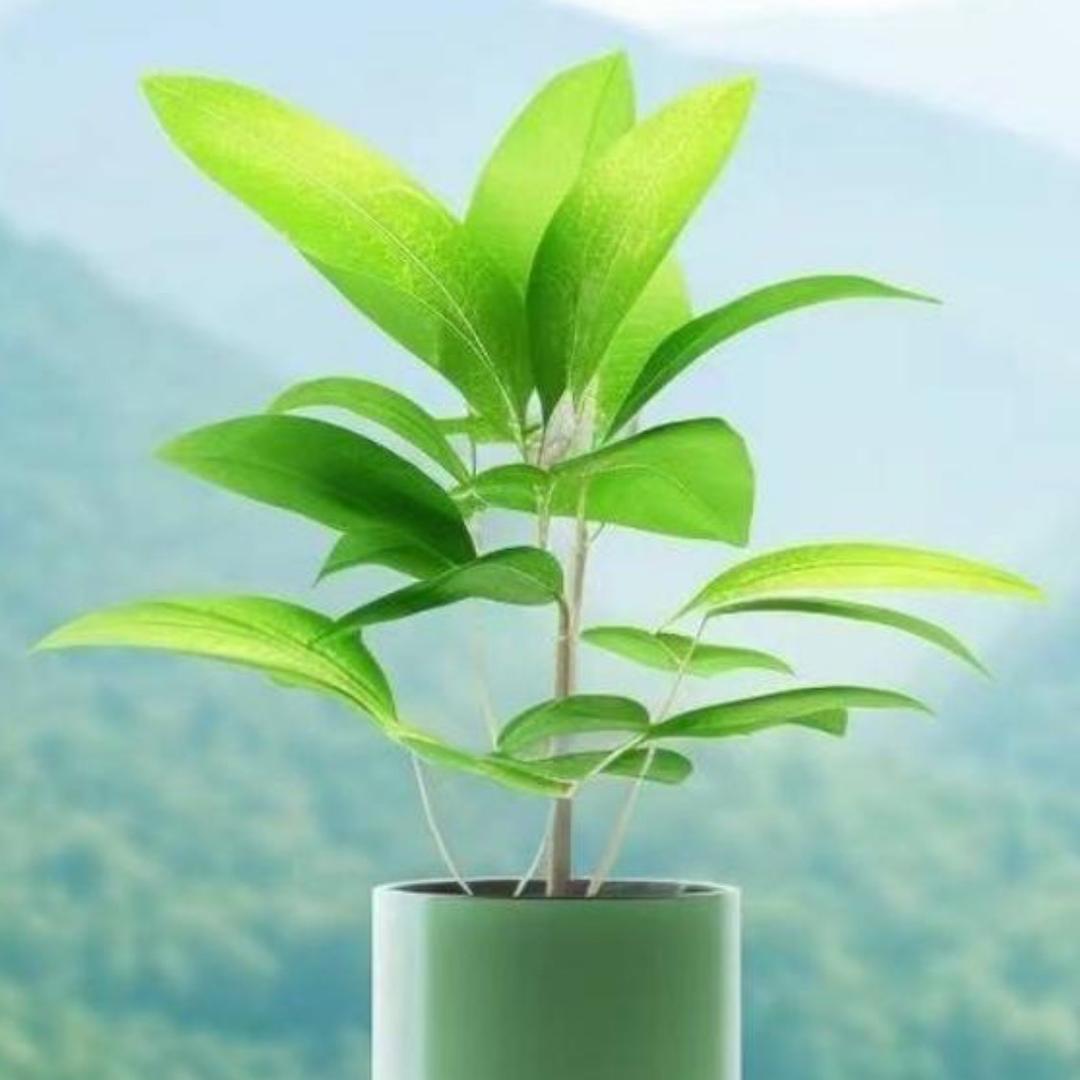 想飞的柠檬（不定时直播）