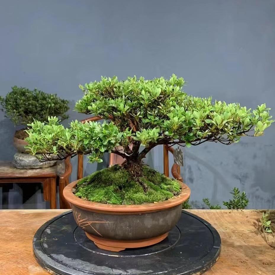 山东日照 瑜景园（地载皋月）