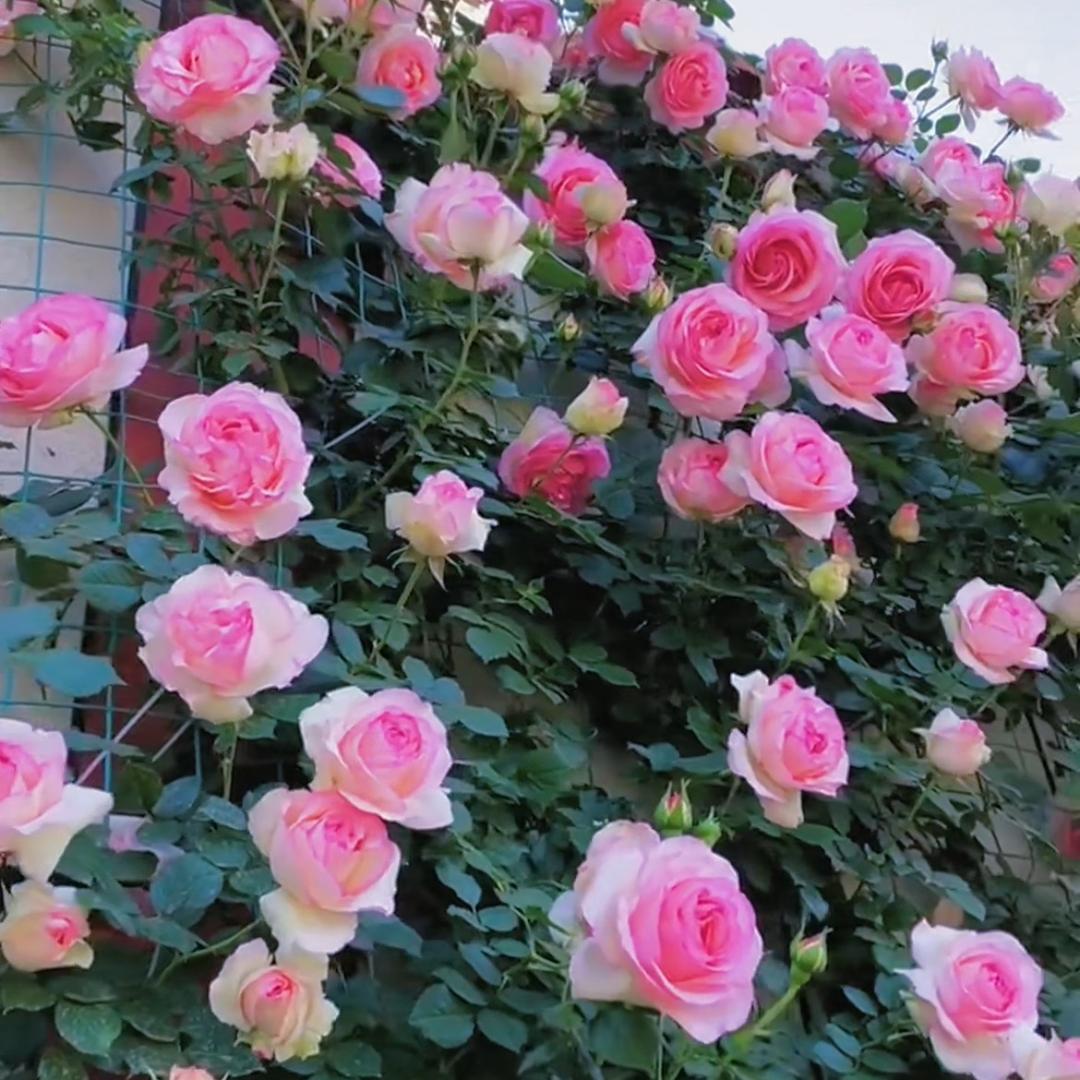玉痕花卉千里香