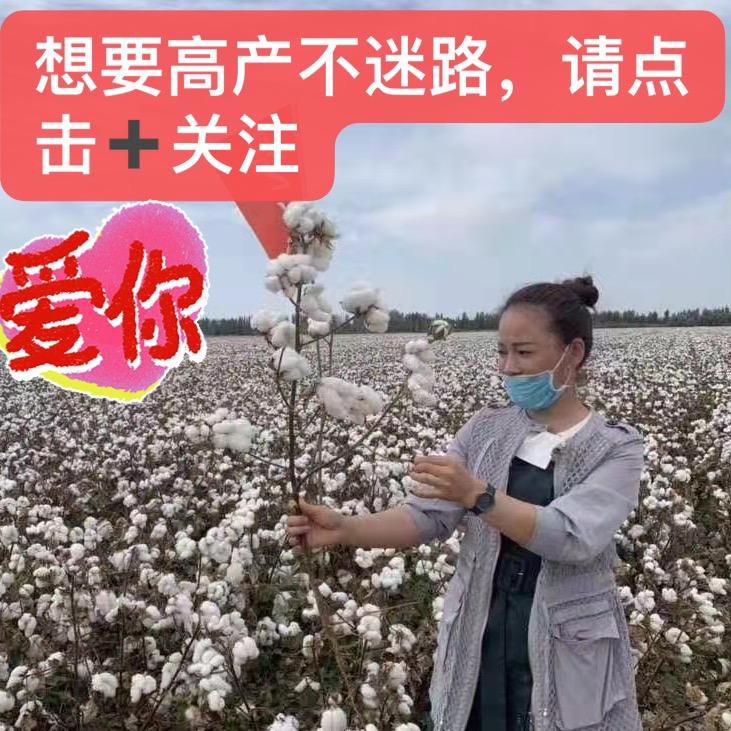 石河子市东阜城镇祁银银农资店