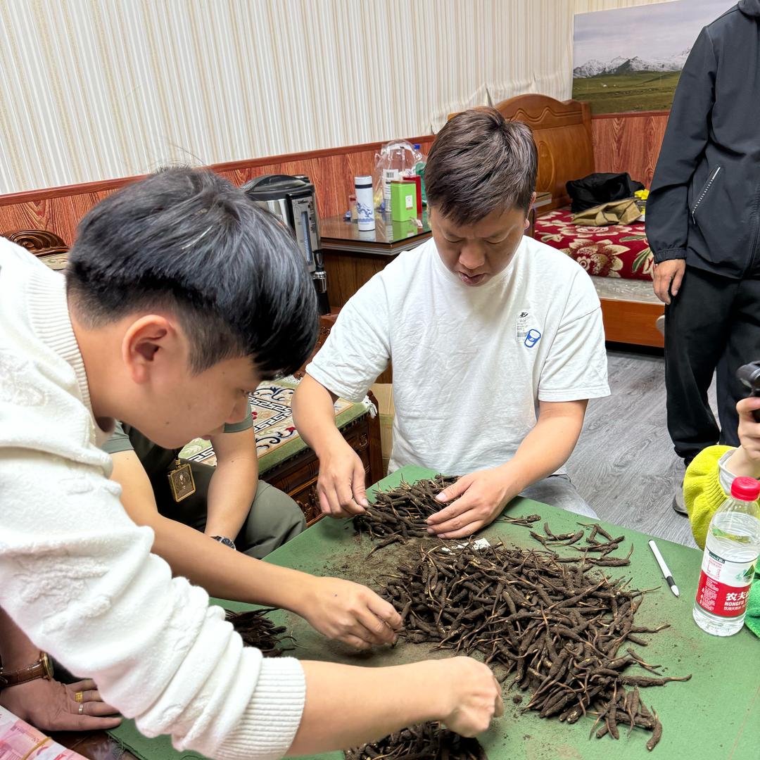 青藏高原虫草大货批发