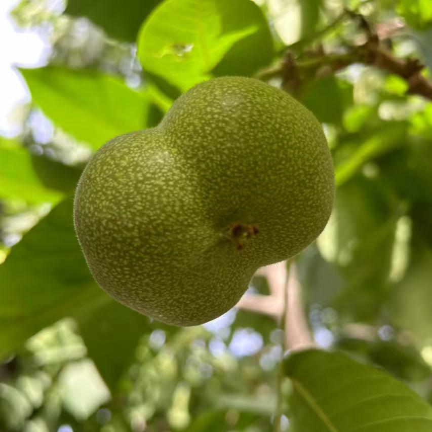 核小哥