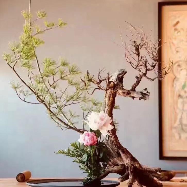 梅缘