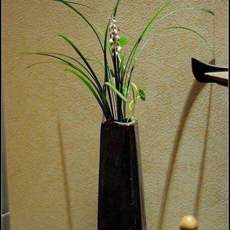 花骏飞