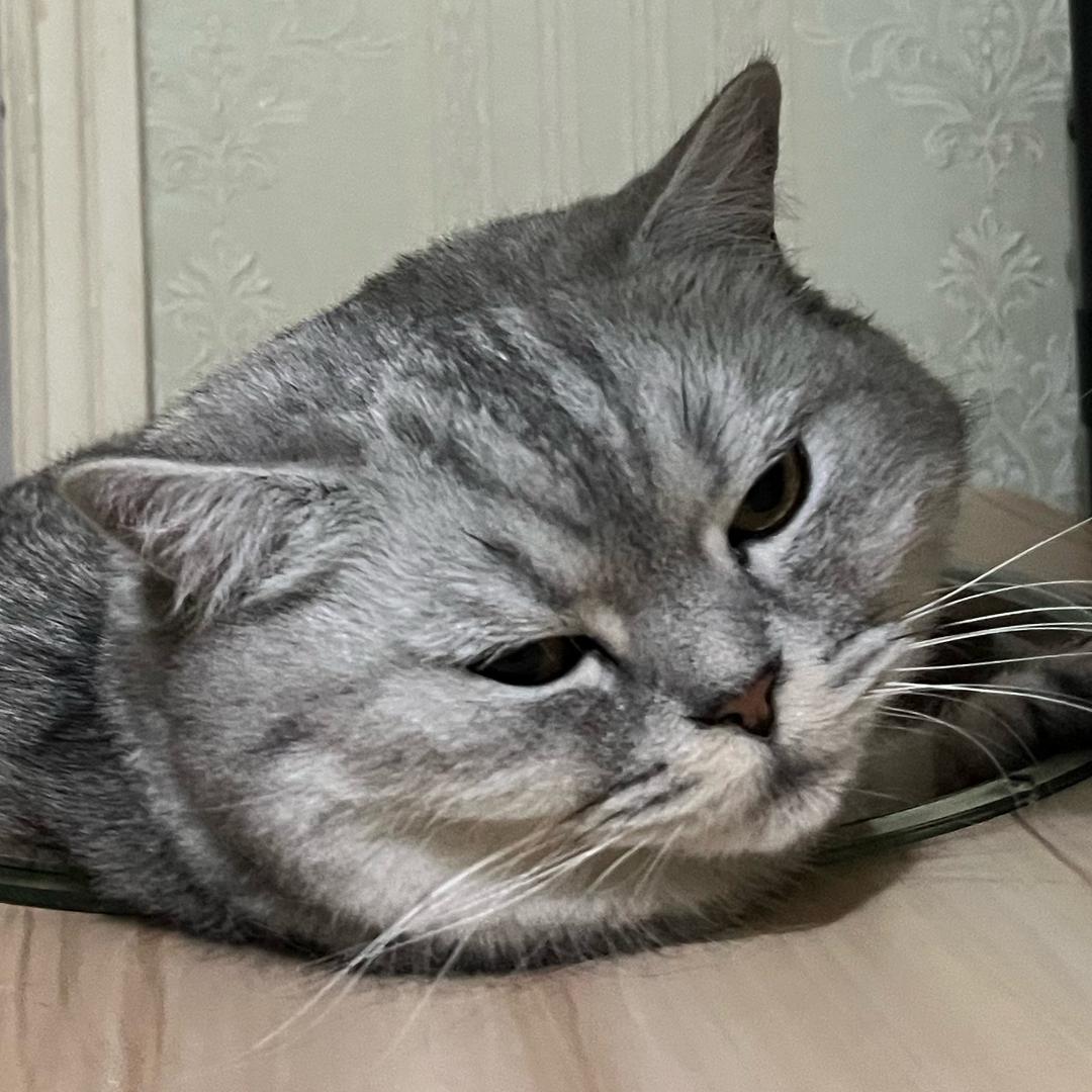黄油苍蝇观察日记