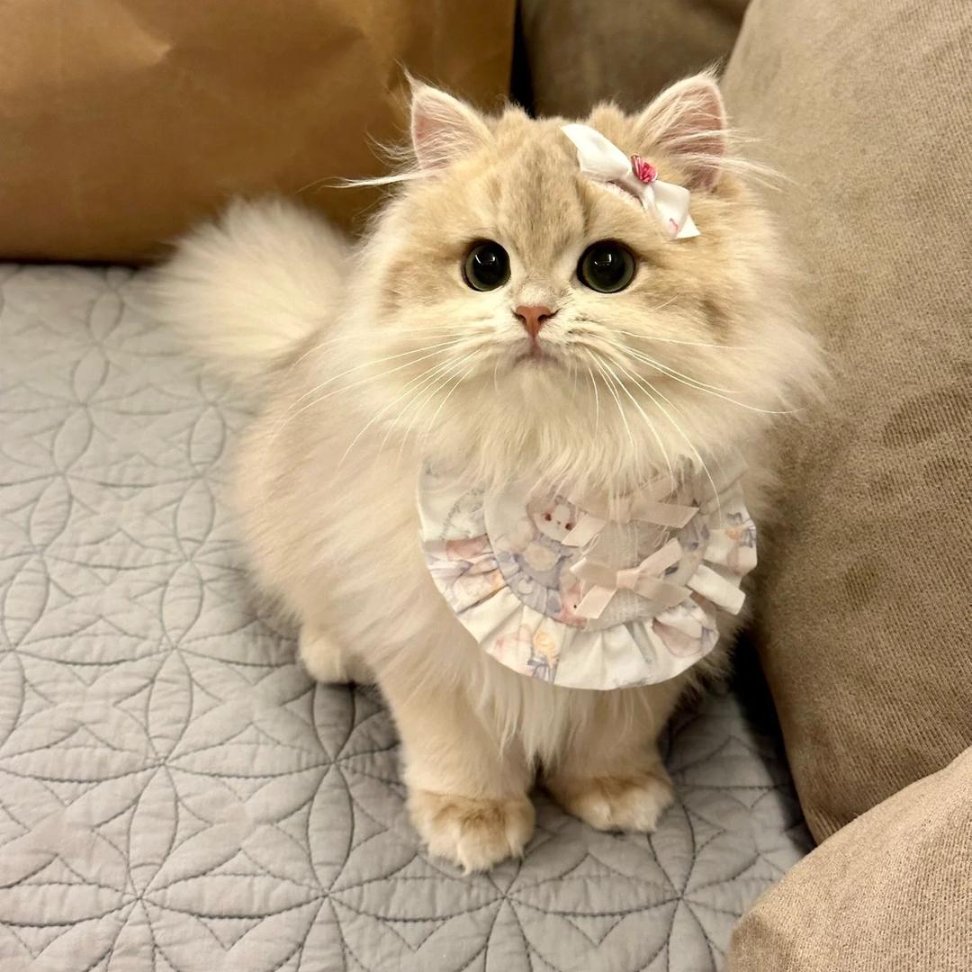 休眠D火山妹妹🔥