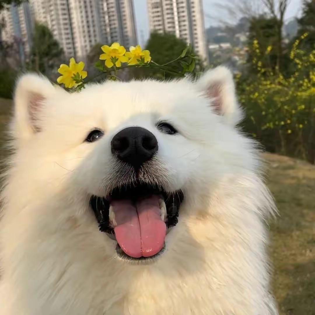 冲冲冲