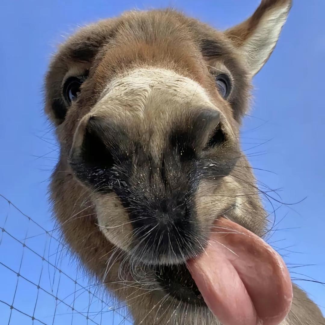 一个很哇塞的阿姨