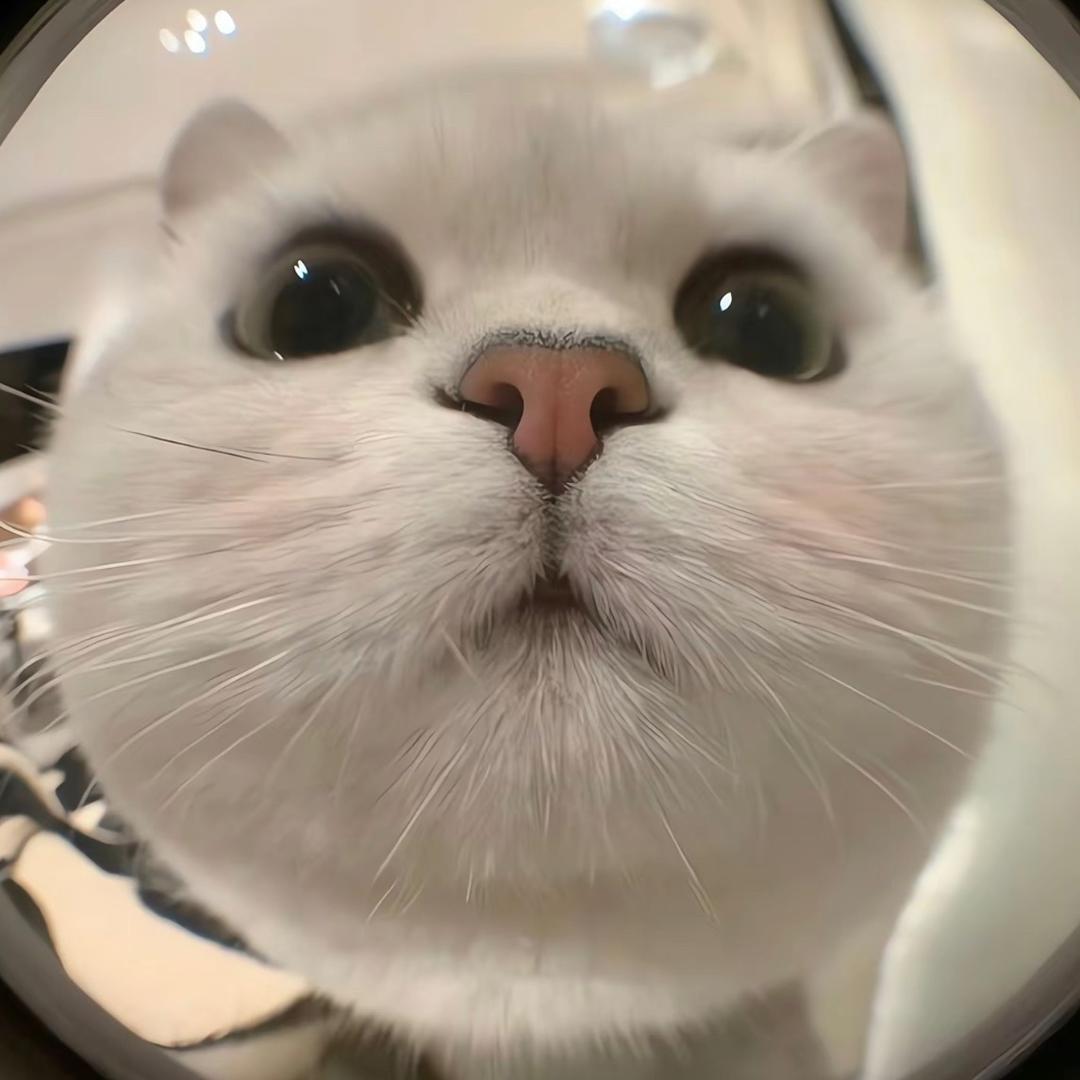 🐱四小只🐱