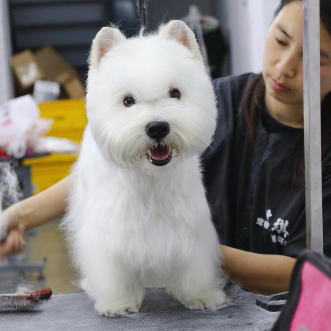宠物美容师 王晶（拔毛版）