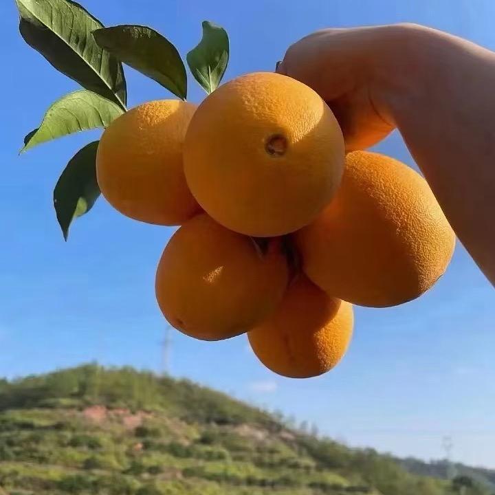 小陈子🍊