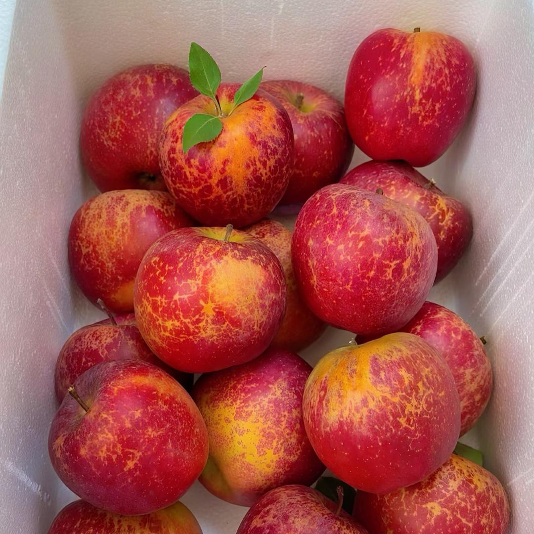 大凉山丑苹果基地